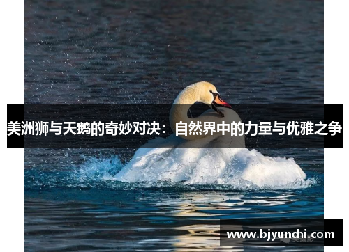 美洲狮与天鹅的奇妙对决：自然界中的力量与优雅之争